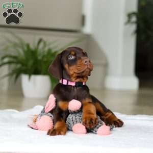 Jewel, Doberman Pinscher Puppy